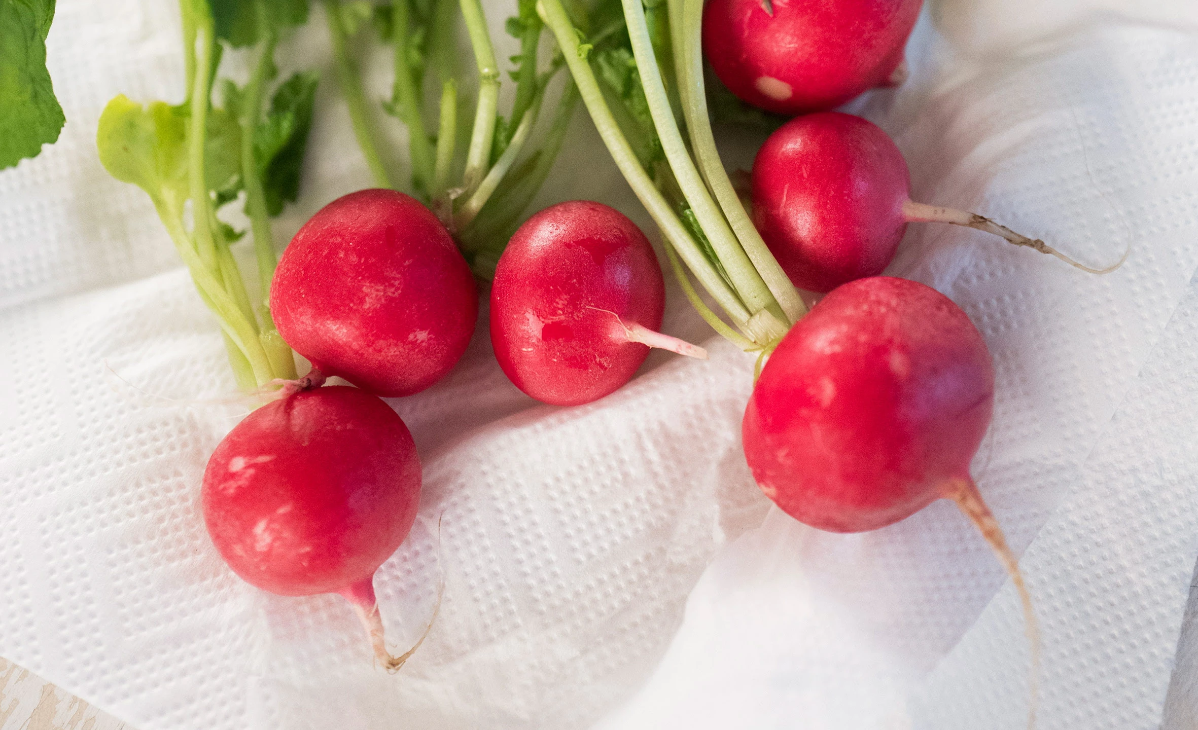 © GUSTO / Ulrike Köb Radieschen