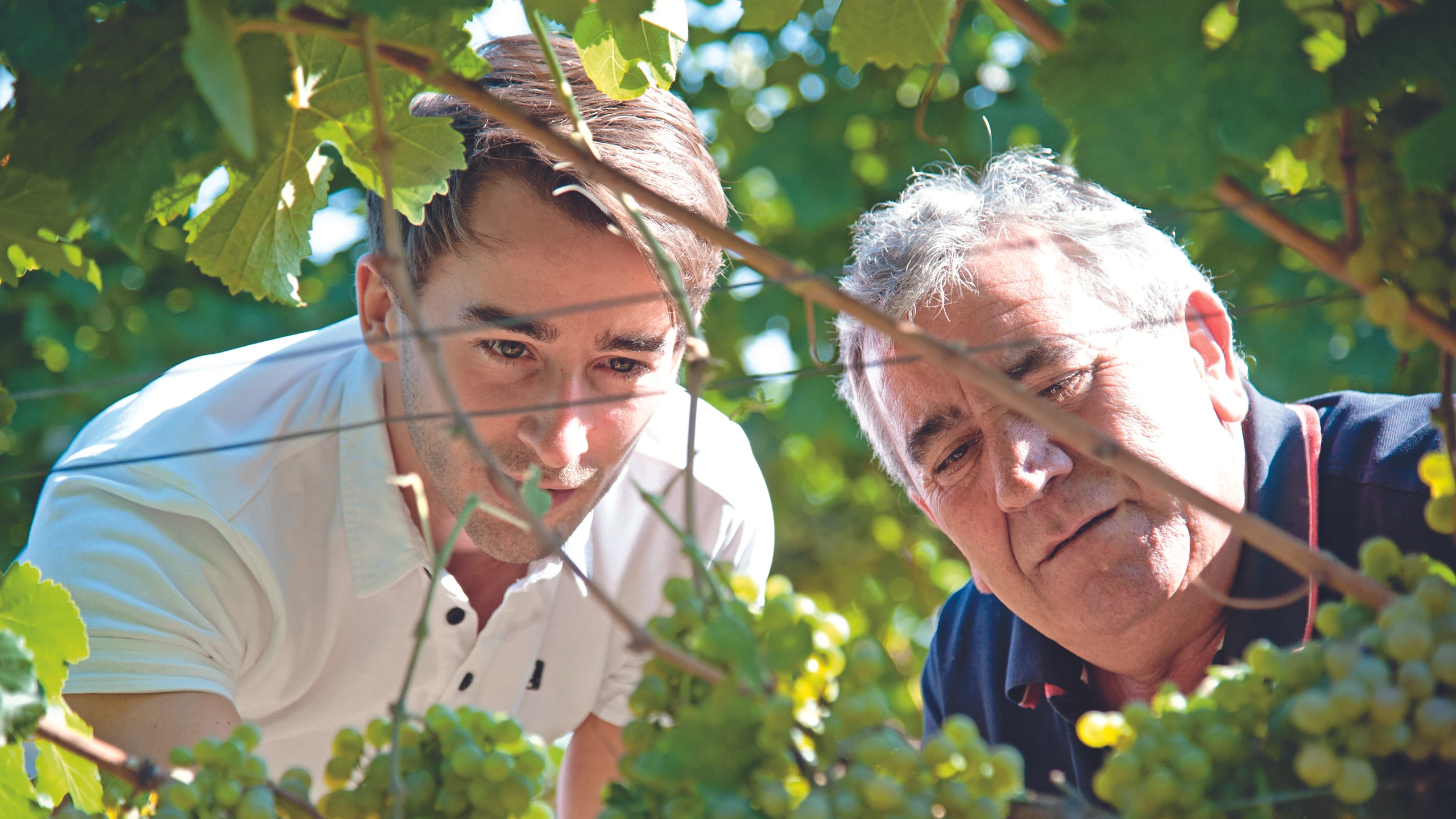 © Josef Herfert Weingut Gottfried Mittelbach in Rohrendorf