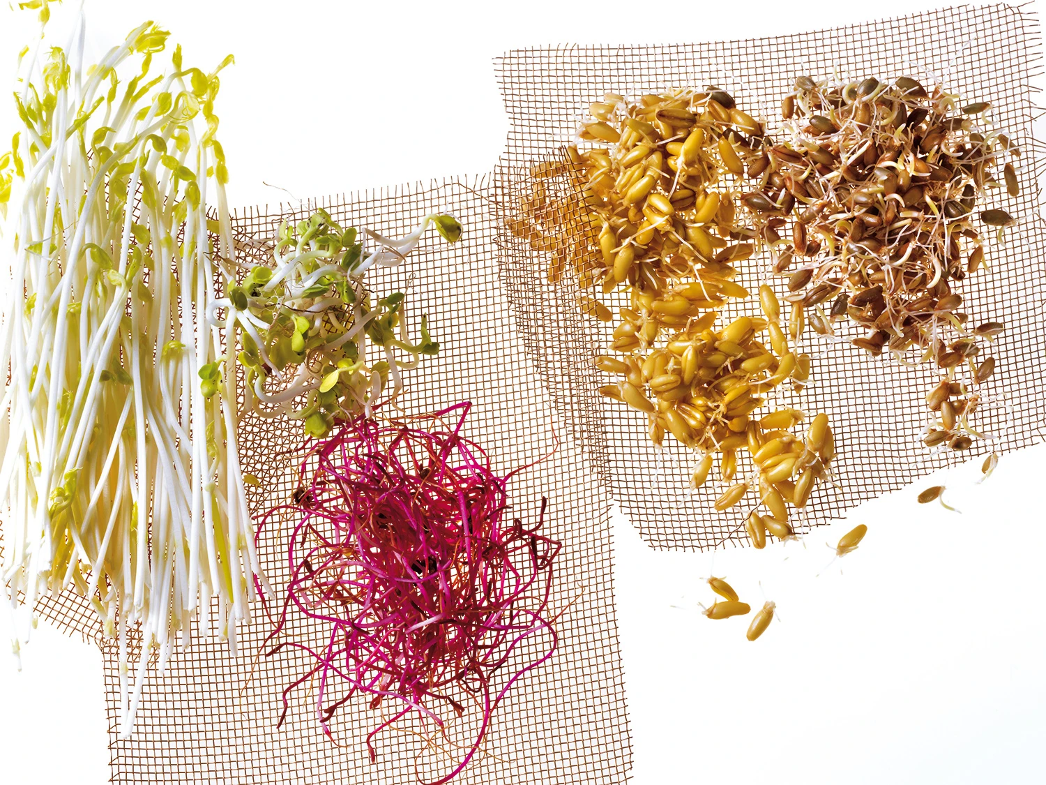 © GUSTO / Ulrike Köb Sprossen