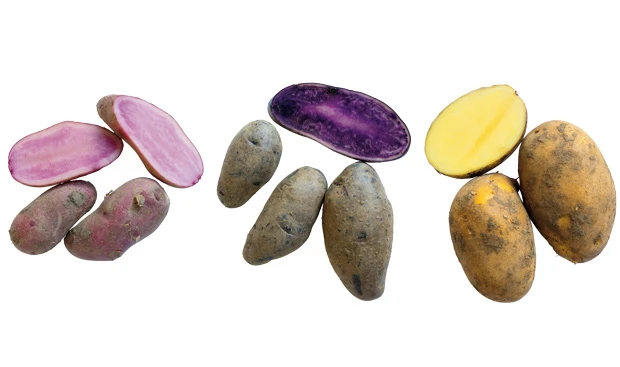 Blurred image background