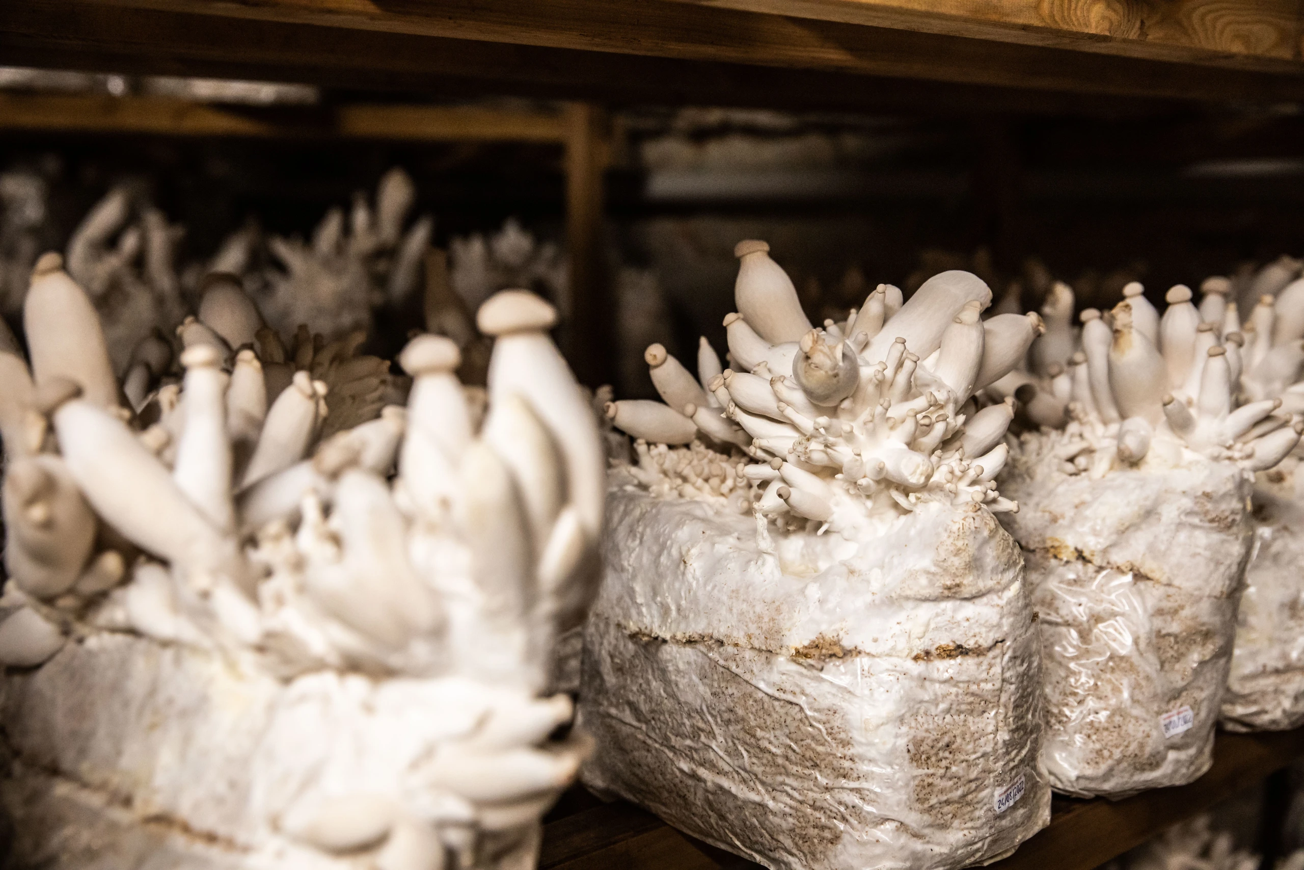 © GUSTO / Nadine Poncioni Blurred image background