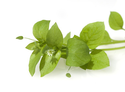 Blurred image background