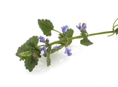 Blurred image background