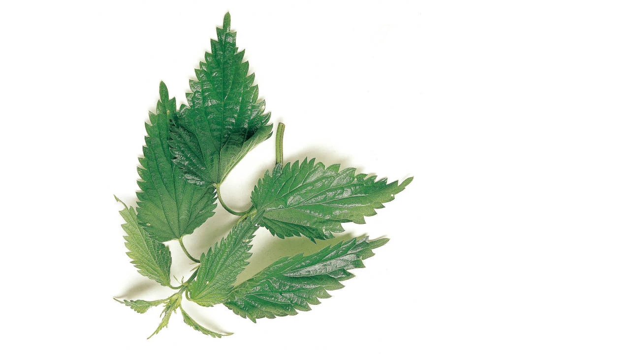 © GUSTO / Ulrike Köb Blurred image background