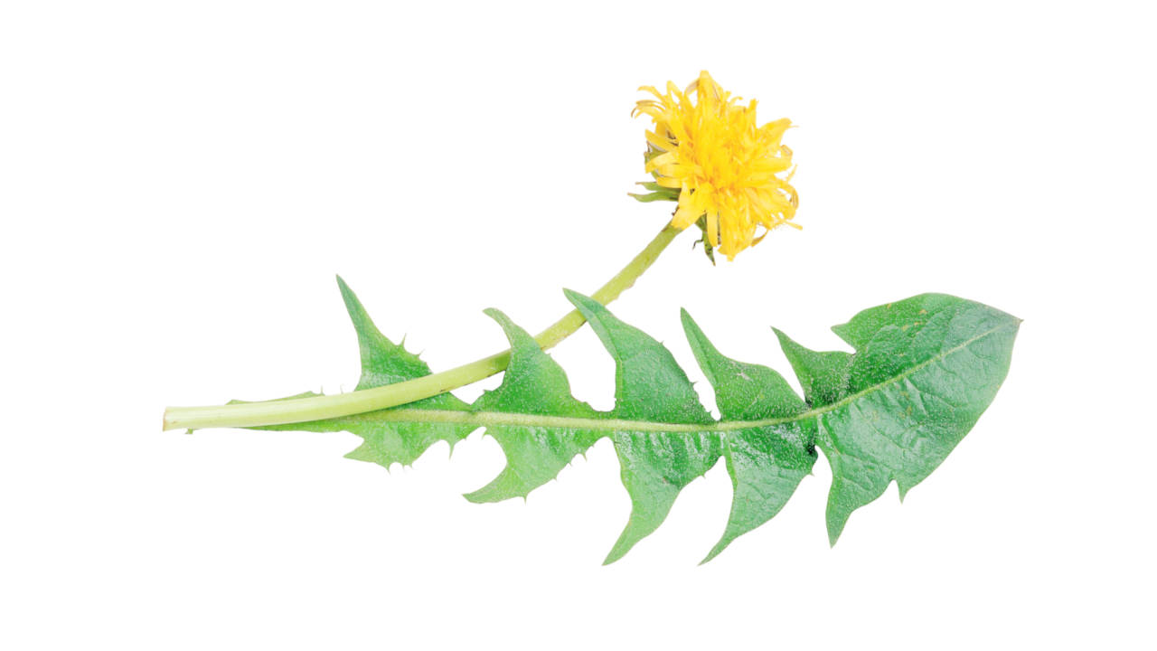 Blurred image background