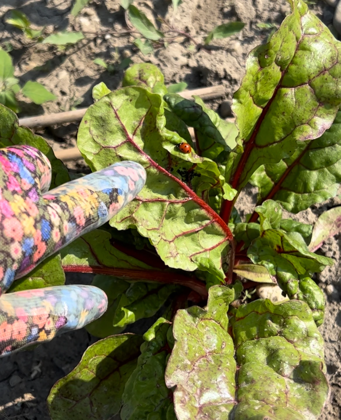 © Melisa Hadzic Mangold