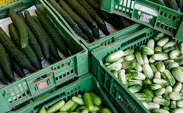 Fernwärme lässt Wiener Gemüse wachsen