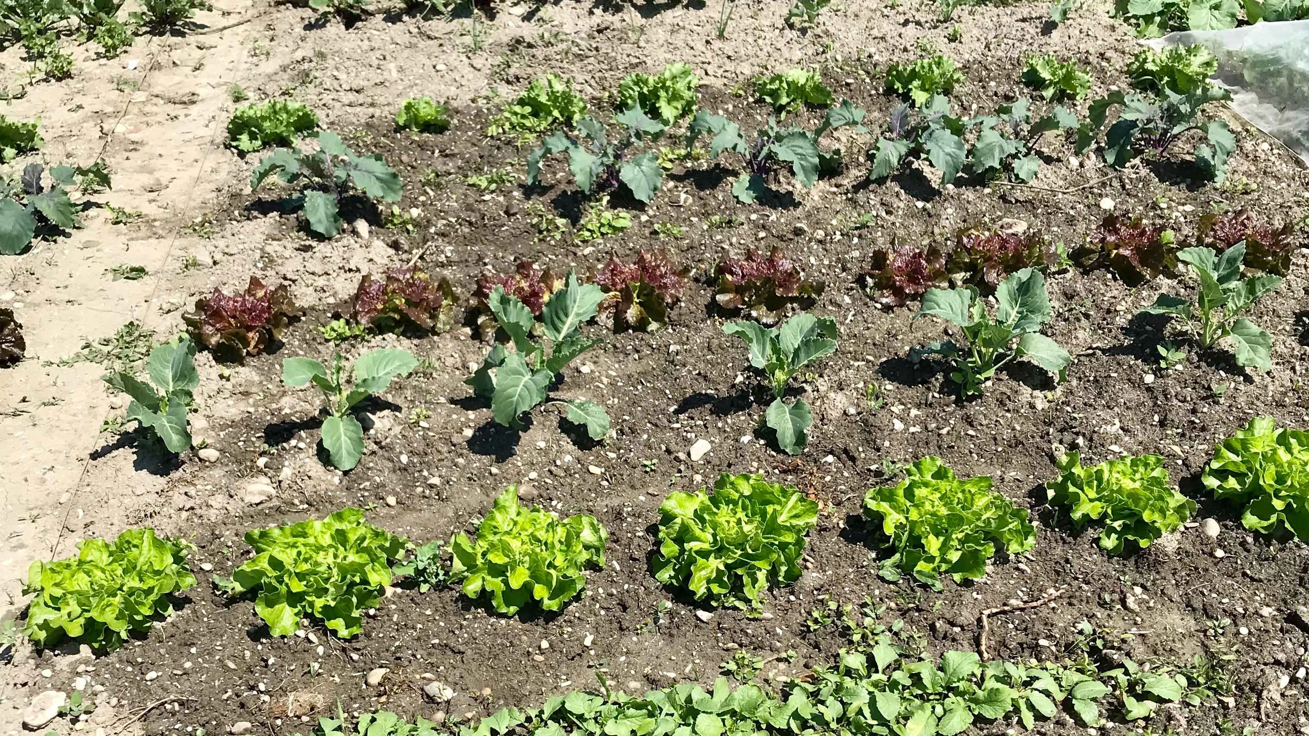 © Melisa Hadzic Gemüsepflanzen