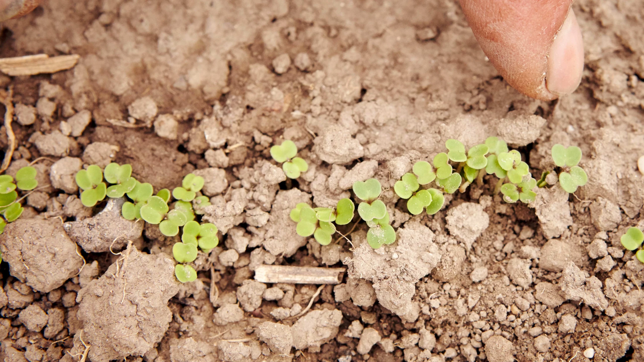 © Brasch Dieter Keimlinge