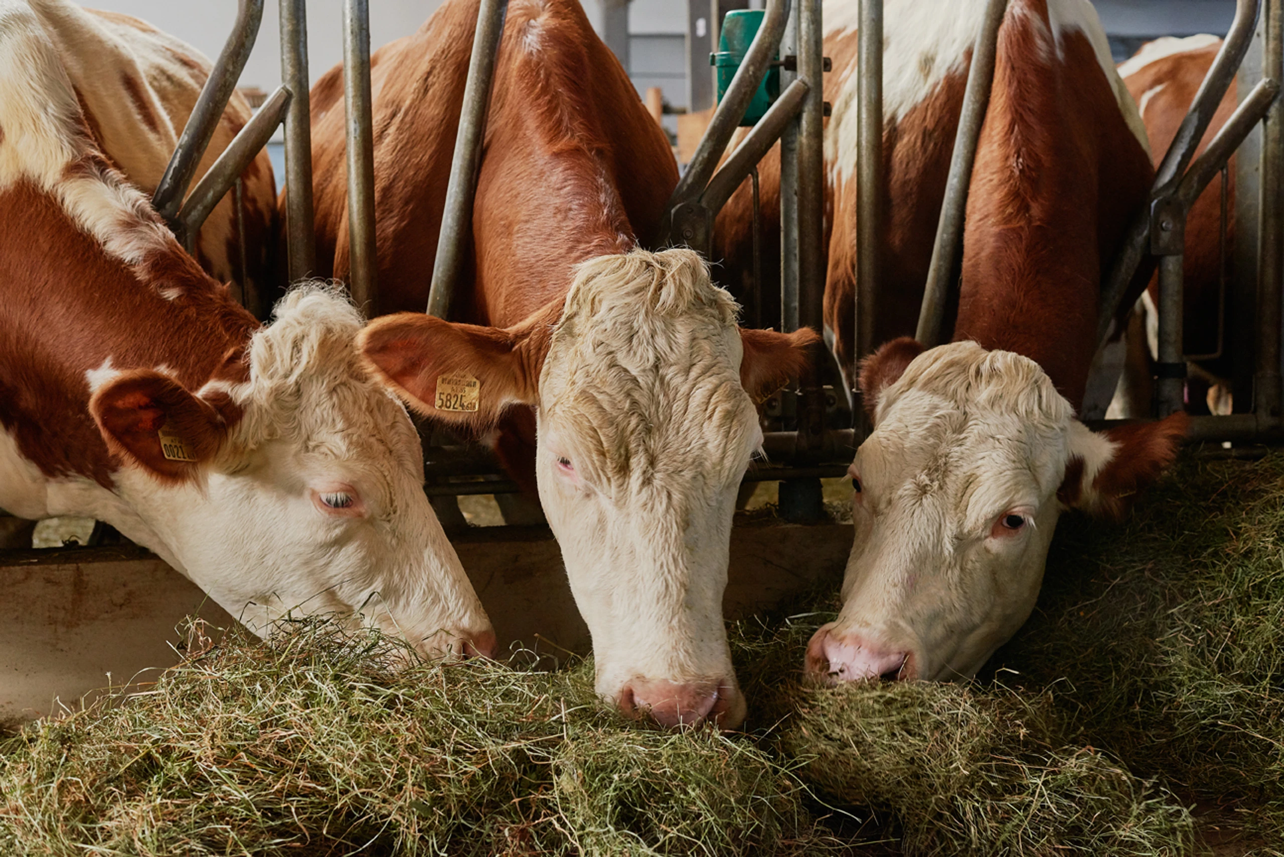 Blurred image background