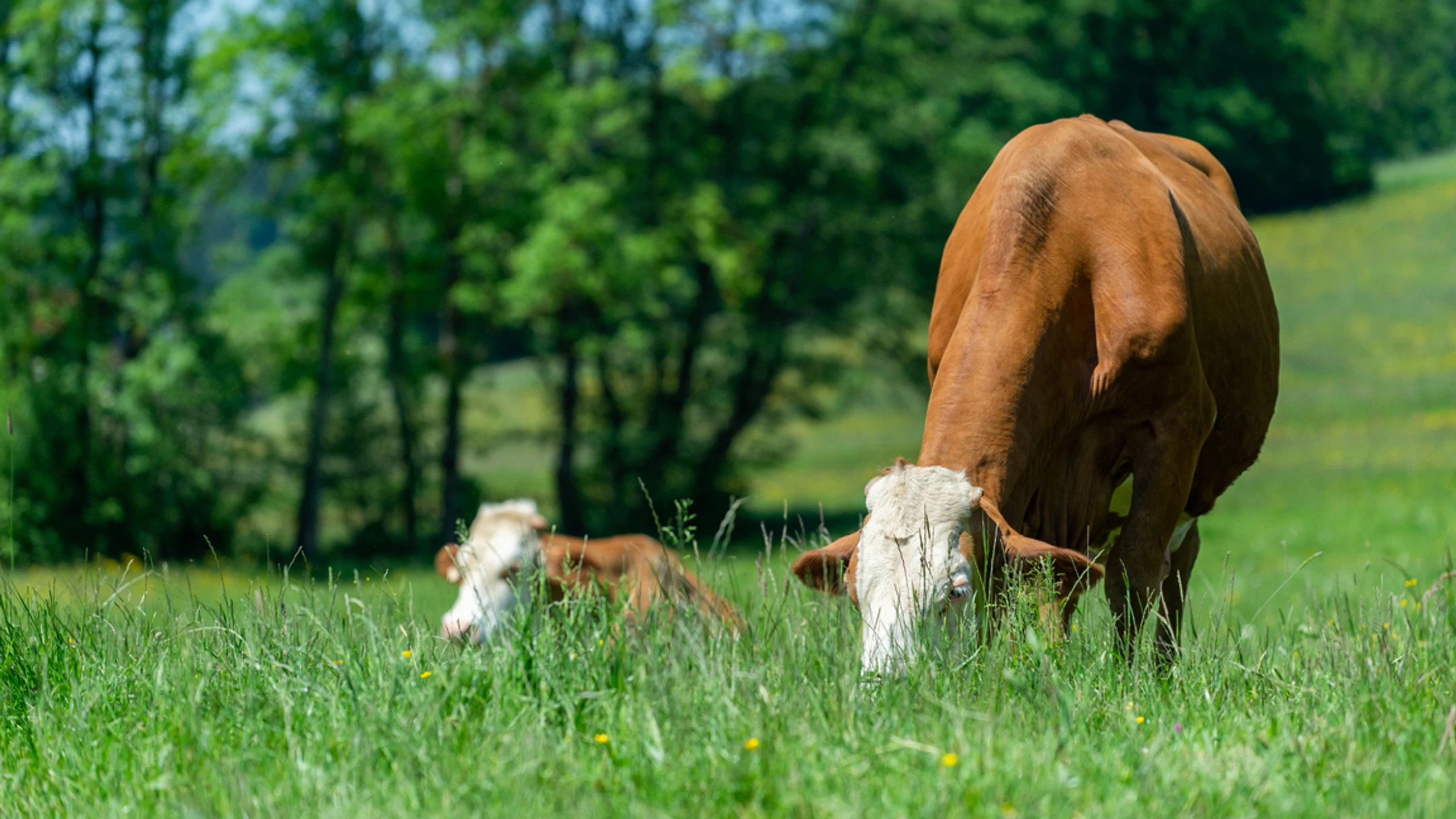Woran man echte Milchqualität erkennt