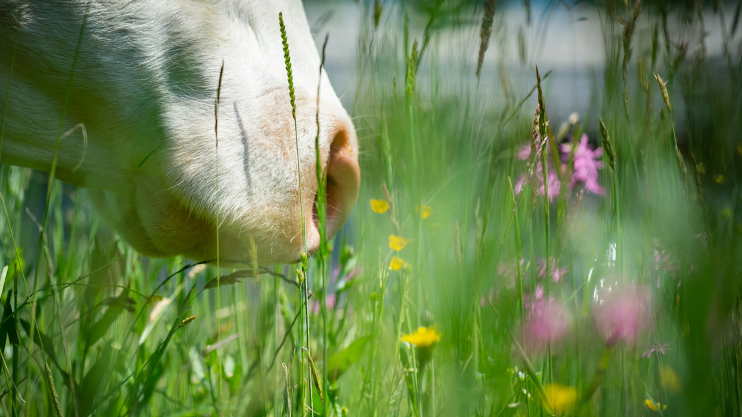 Tierwohl beginnt auf der Wiese